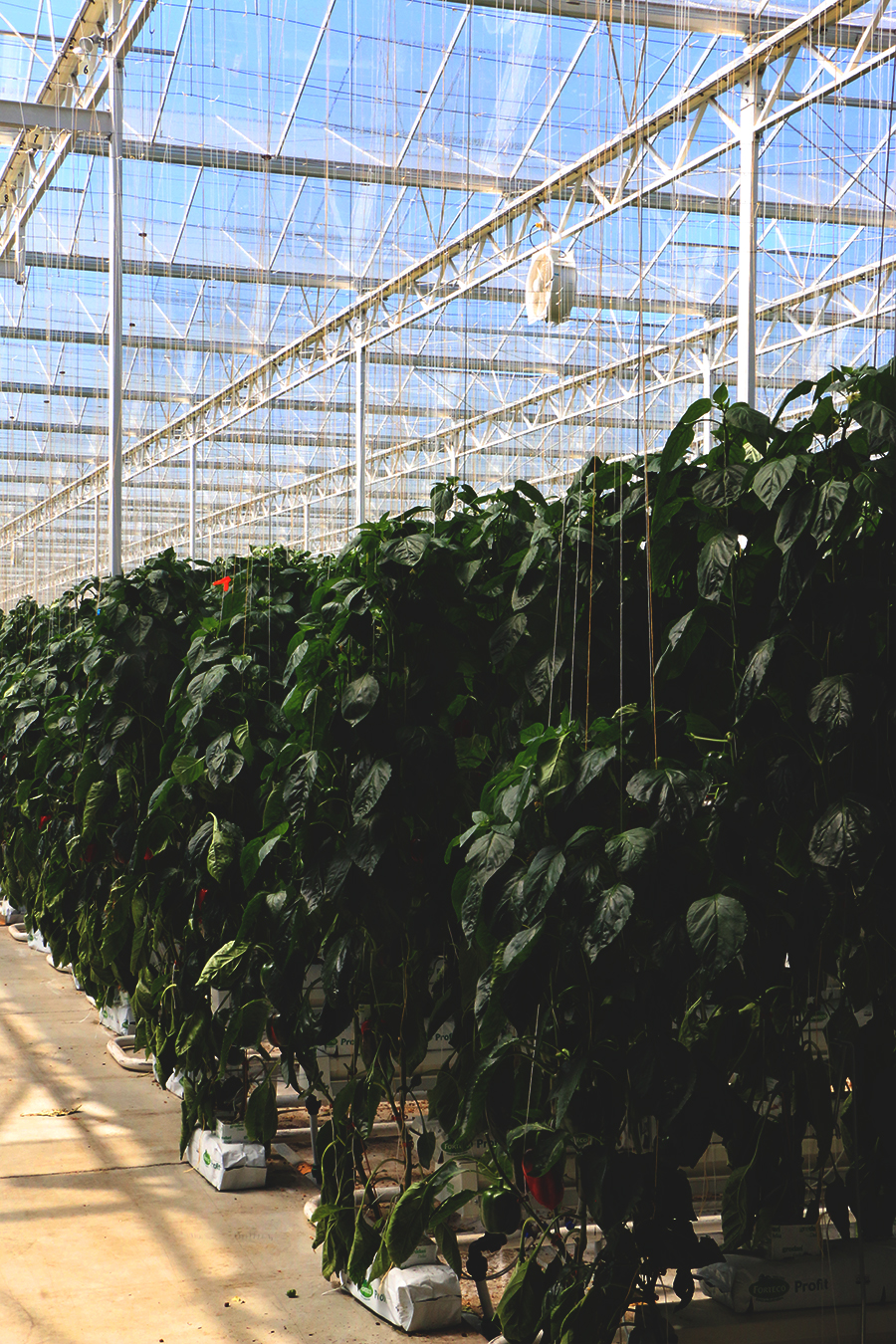 How BC Greenhouses Are Helping Sri Lanka's Environmental Problem Lepp