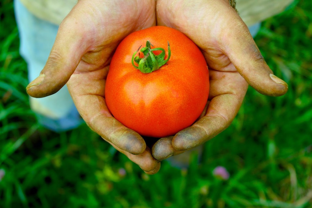 casey holding a tomato