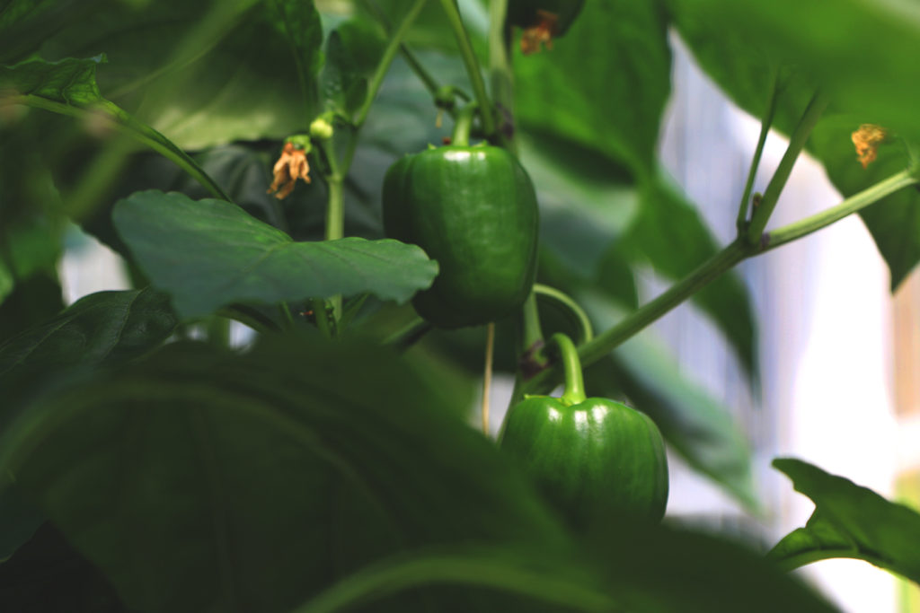 How BC Greenhouses Are Helping Sri Lanka's Environmental Problem Lepp