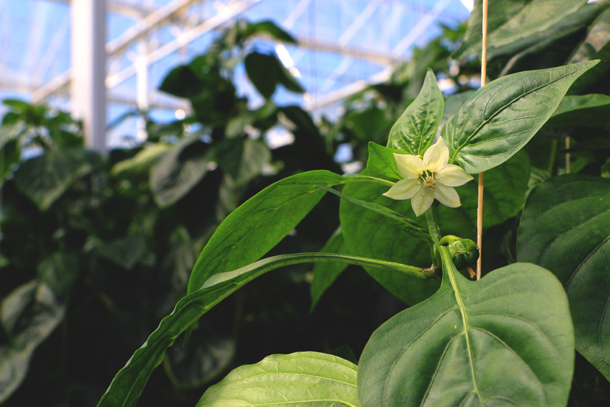 How BC Greenhouses Are Helping Sri Lanka's Environmental Problem Lepp
