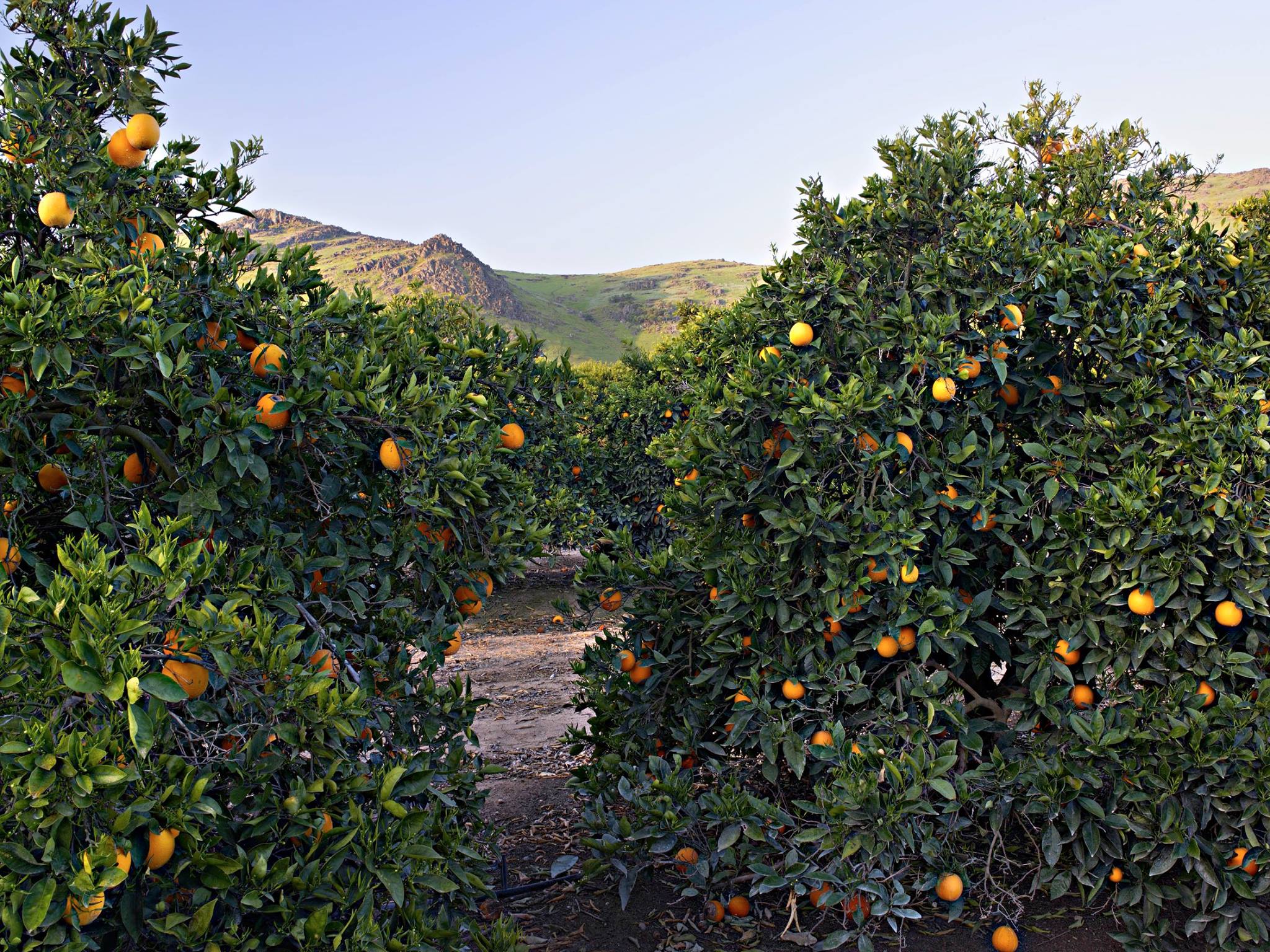 New Lepp's Orange Juice with Sky Valley Heirloom Navel Oranges Lepp